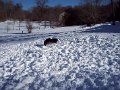 2009_12_24 Hemi and Lewis in Snow by Betsy
